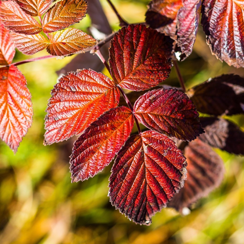 Обои природа, листья, nature, leaves разрешение 5184x3456 Загрузить