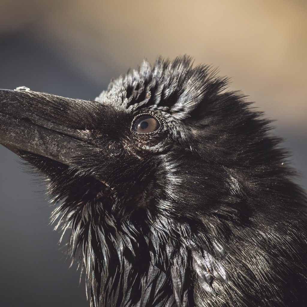 Обои природа, птица, ворона, nature, bird, crow разрешение 3840x2160 Загрузить