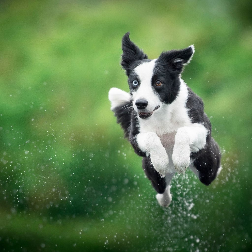 Обои собака, прыжок, друг, dog, jump, each разрешение 2048x1368 Загрузить