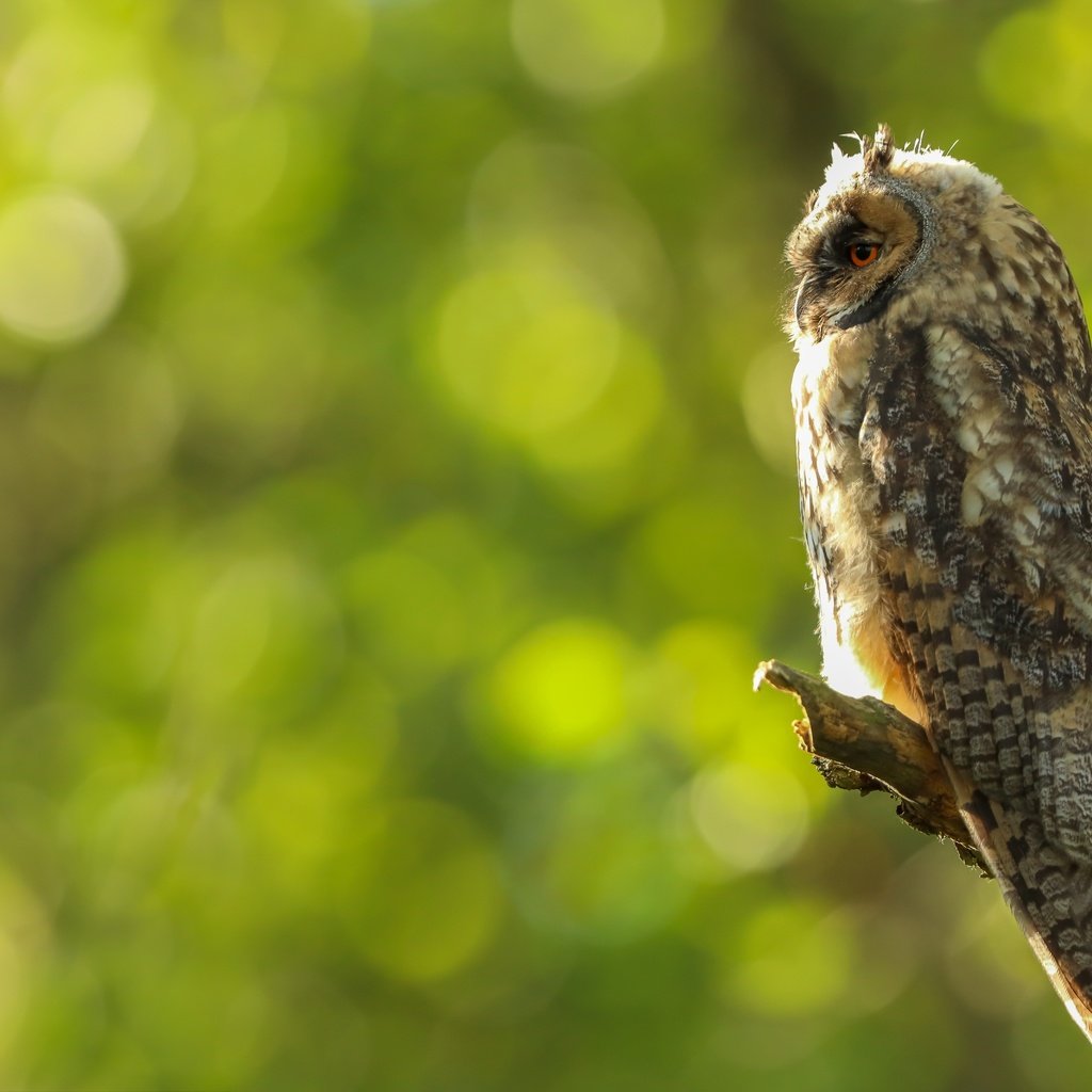 Обои сова, профиль, птица, сук, боке, owl, profile, bird, bitches, bokeh разрешение 5991x4266 Загрузить