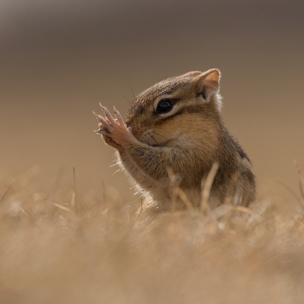 Обои трава, поле, мордашка, лапки, боке, бурундук, grass, field, face, legs, bokeh, chipmunk разрешение 3599x2580 Загрузить