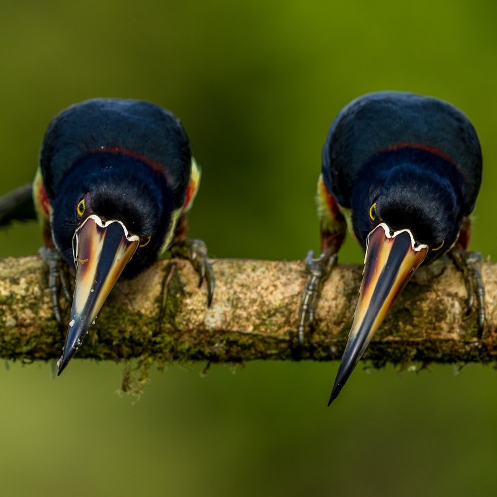 Обои ветка, фон, поза, птицы, тукан, две, две птицы, branch, background, pose, birds, toucan, two, two birds разрешение 3043x2092 Загрузить