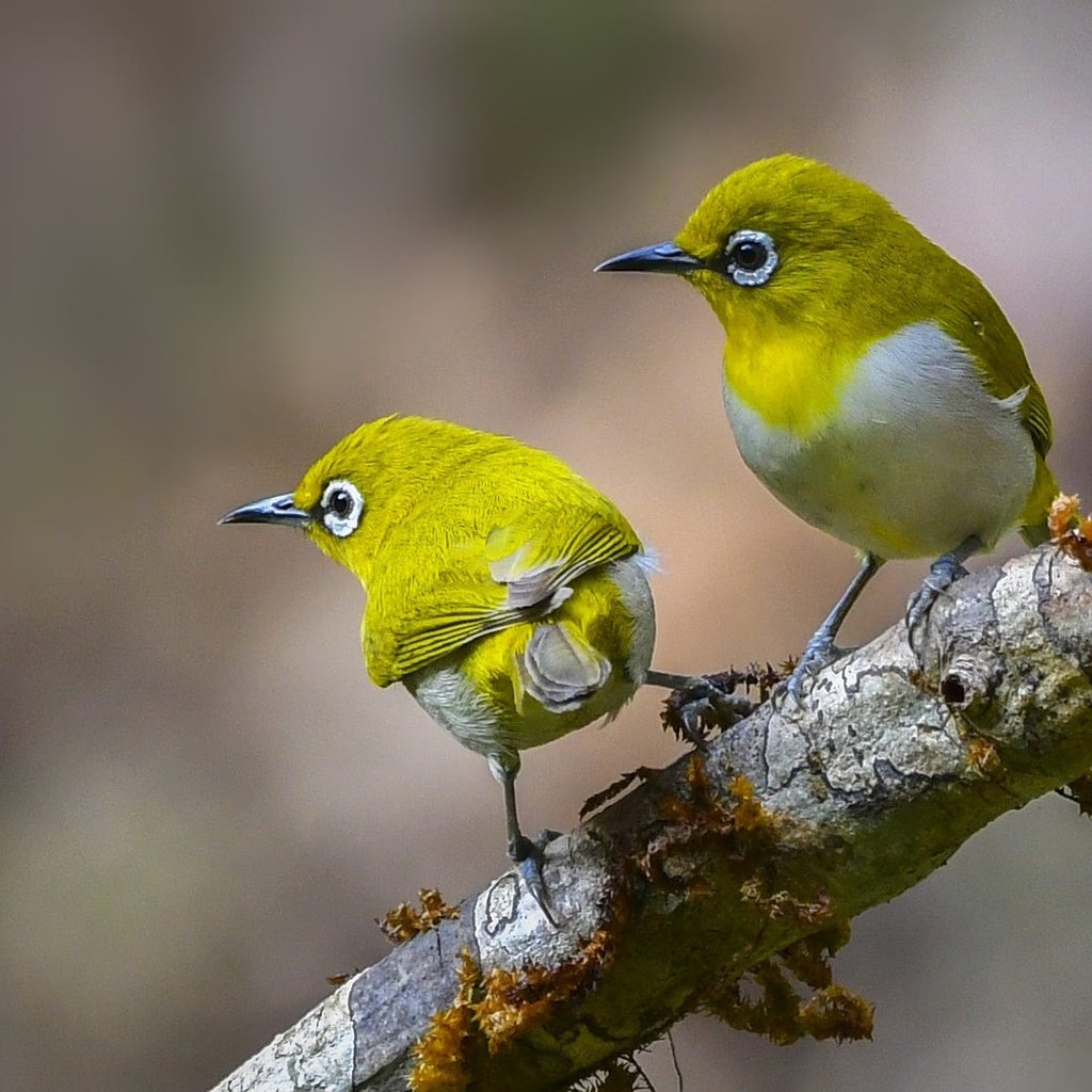 Обои ветка, природа, пара, птички, белоглазка, белый глаз, branch, nature, pair, birds, white-eyed, white eye разрешение 2000x1125 Загрузить