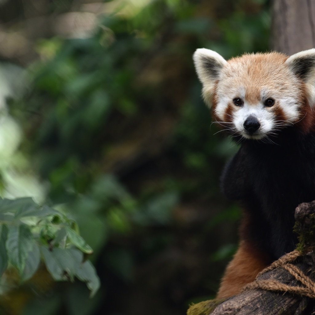 Обои ветки, листва, взгляд, красная панда, малая панда, branches, foliage, look, red panda разрешение 3840x2563 Загрузить