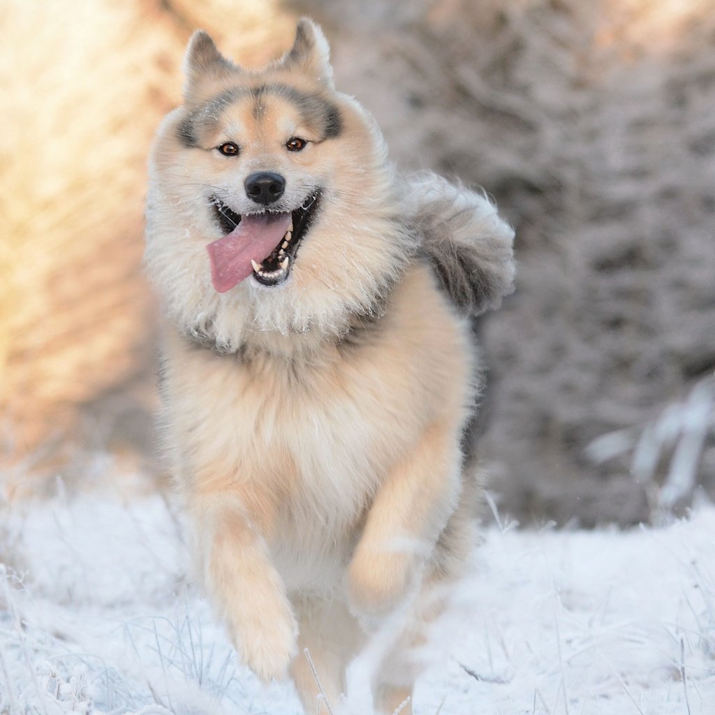 Обои зима, собака, друг, winter, dog, each разрешение 3840x2160 Загрузить