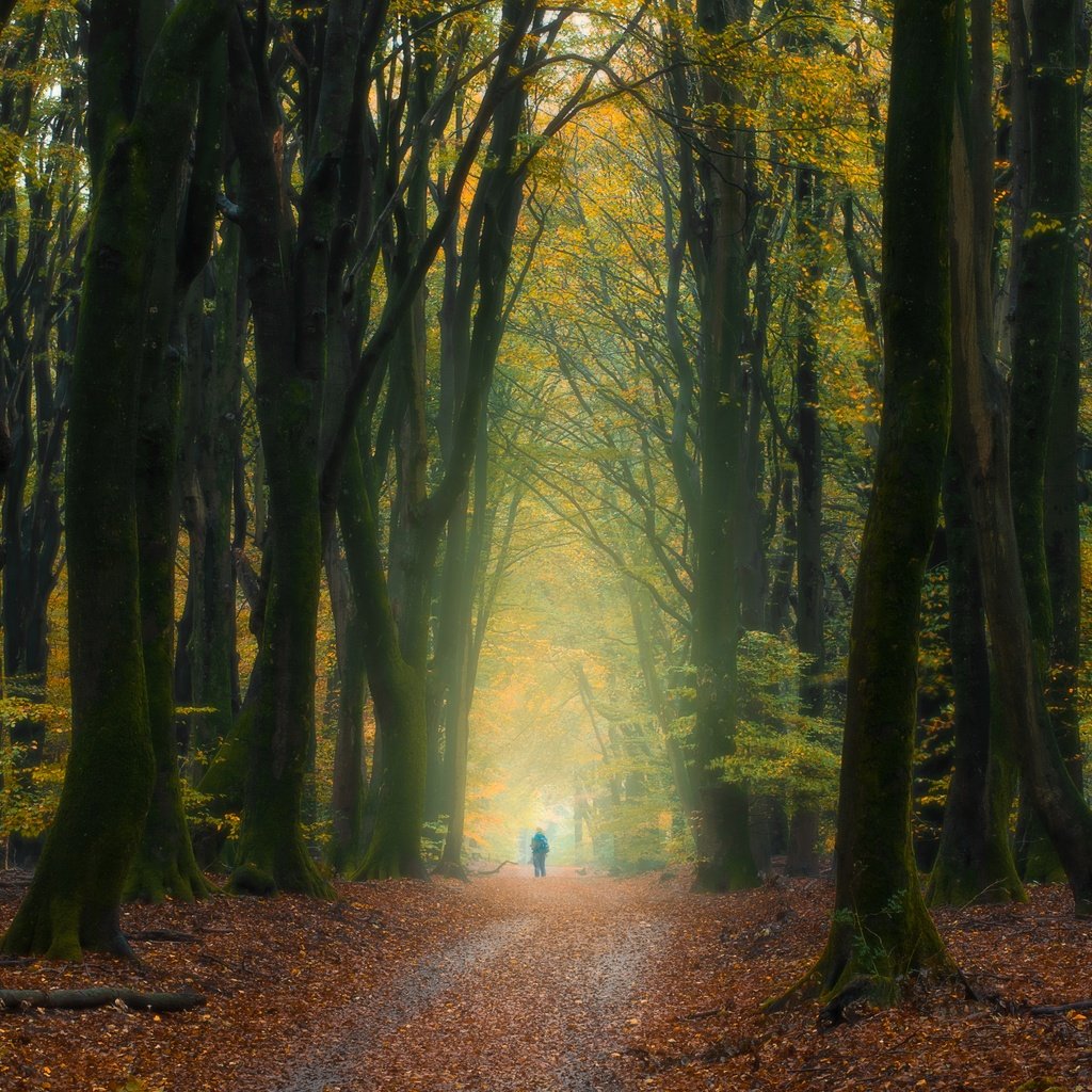 Обои деревья, лес, осень, человек, нидерланды, опавшие листья, trees, forest, autumn, people, netherlands, fallen leaves разрешение 5568x3335 Загрузить