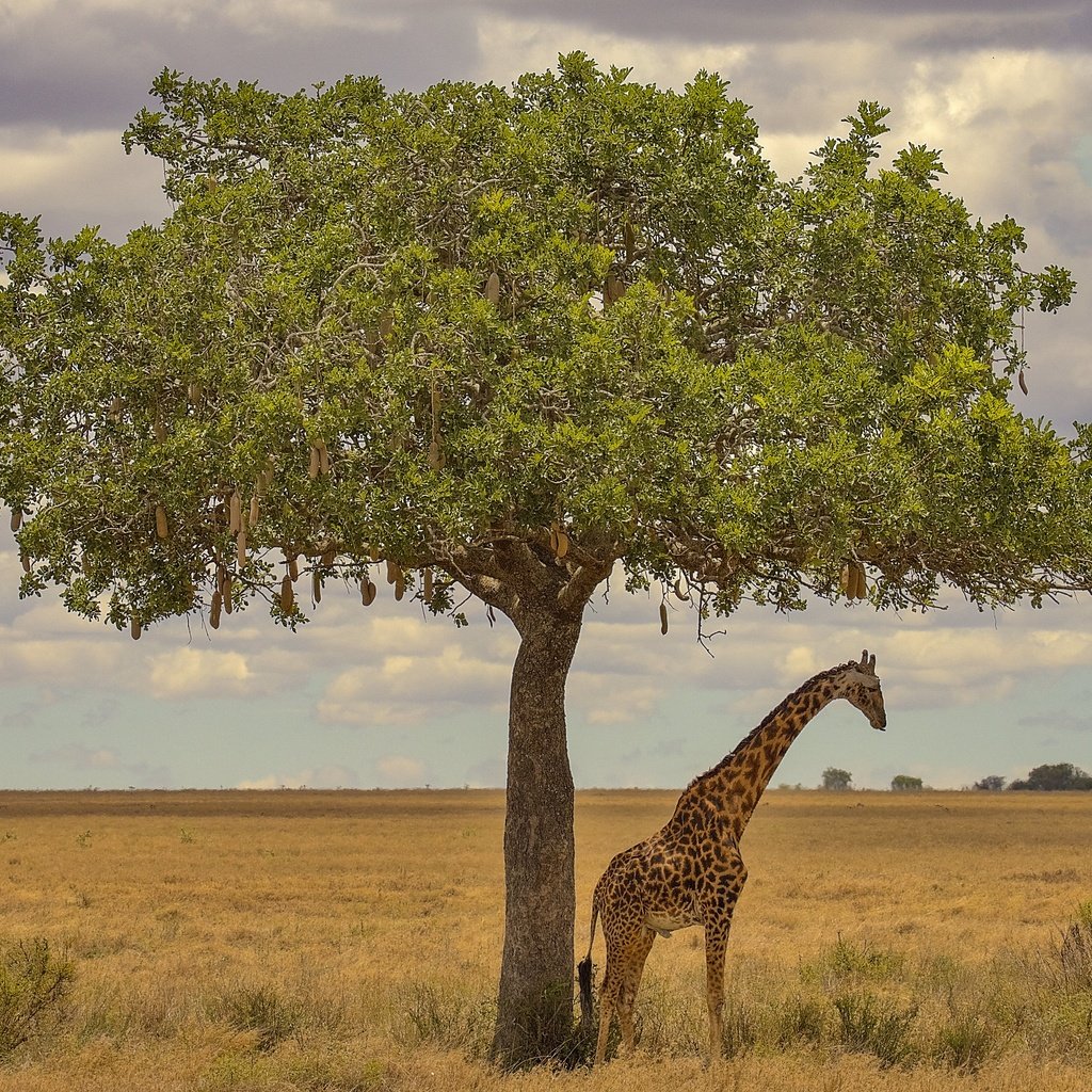 Обои дерево, африка, жираф, tree, africa, giraffe разрешение 3072x2048 Загрузить