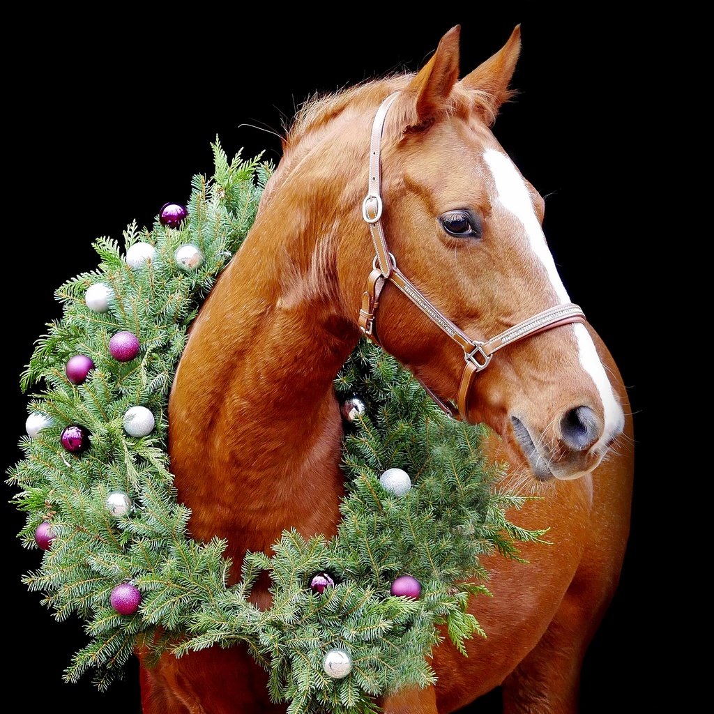 Обои конь, лошадь, елочные игрушки, новый год, венок, хвоя, портрет, шарики, черный фон, рыжий, рождество, horse, christmas decorations, new year, wreath, needles, portrait, balls, black background, red, christmas разрешение 3840x2160 Загрузить