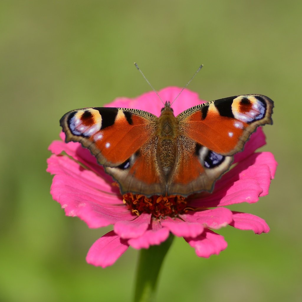 Обои природа, цветок, бабочка, павлиний глаз, nature, flower, butterfly, peacock разрешение 5622x3747 Загрузить