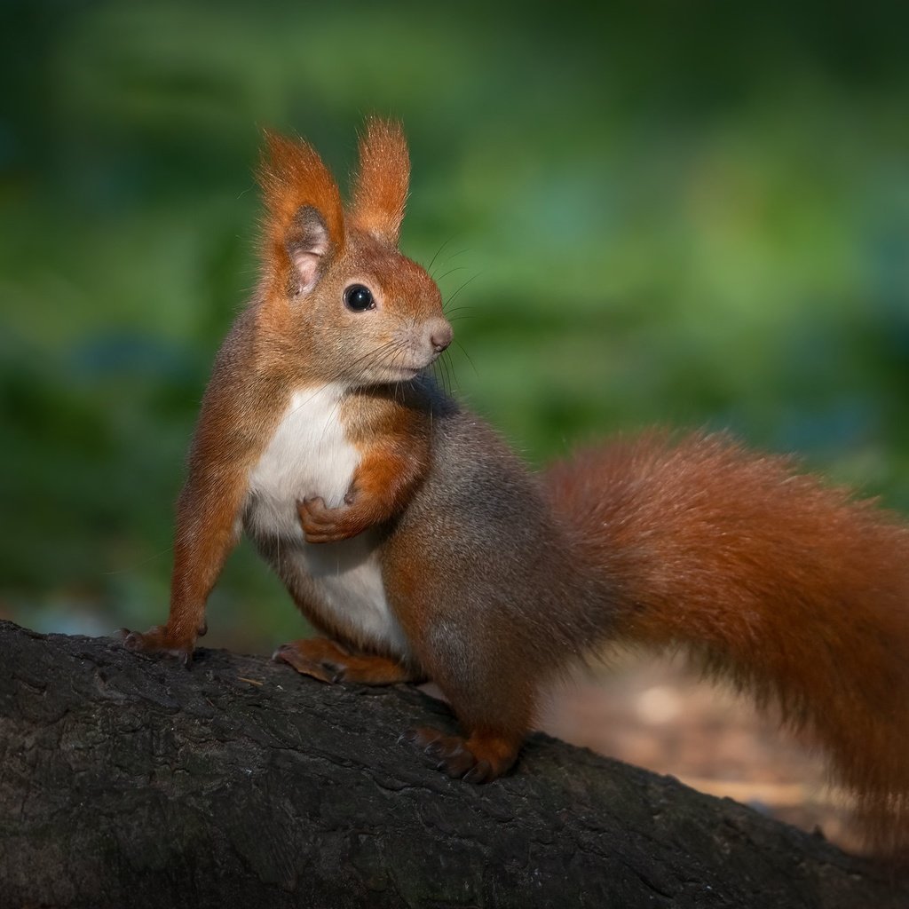 Обои рыжая, белка, хвост, боке, red, protein, tail, bokeh разрешение 2048x1365 Загрузить