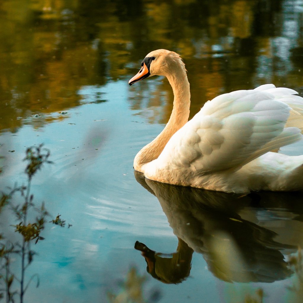 Обои свет, лебедь, вода, боке, отражение, осень, белый, водоем, птица, плавание, light, swan, water, bokeh, reflection, autumn, white, pond, bird, swimming разрешение 3840x2400 Загрузить