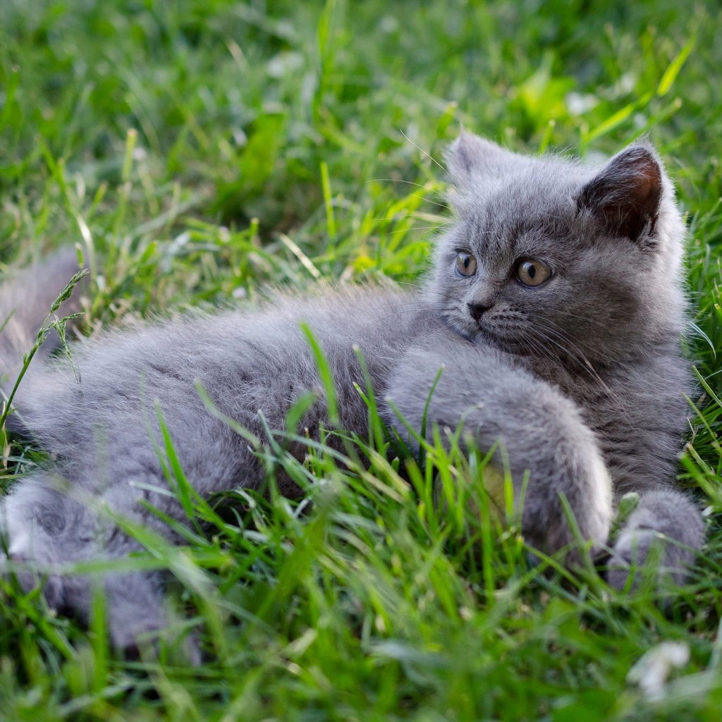 Обои трава, кошка, взгляд, котенок, лежит, мордашка, британский, grass, cat, look, kitty, lies, face, british разрешение 2000x1325 Загрузить
