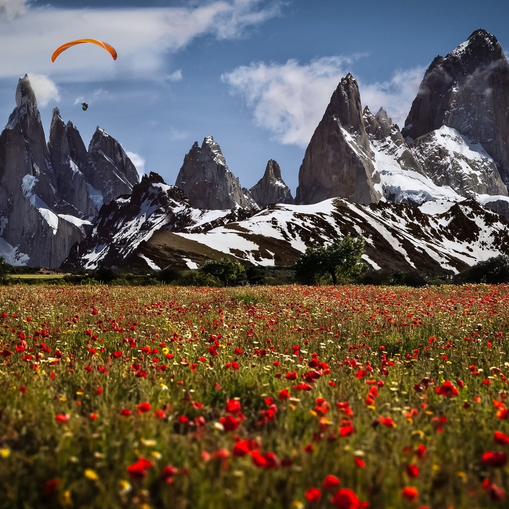 Обои цветы, горы, швейцария, маки, луга, парапланерист, flowers, mountains, switzerland, maki, meadows, paraglider разрешение 3840x2160 Загрузить