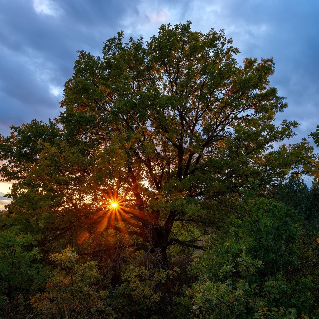 Обои деревья, солнце, природа, закат, лучи, осень, растительность, trees, the sun, nature, sunset, rays, autumn, vegetation разрешение 1920x1280 Загрузить