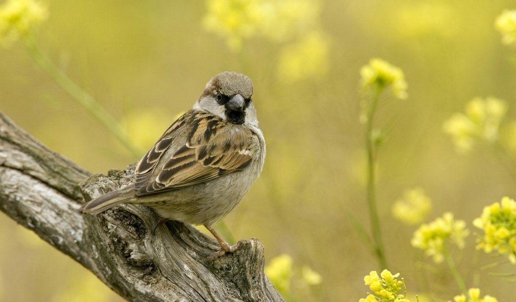 Обои цветы, ветка, воробей, flowers, branch, sparrow разрешение 1920x1200 Загрузить