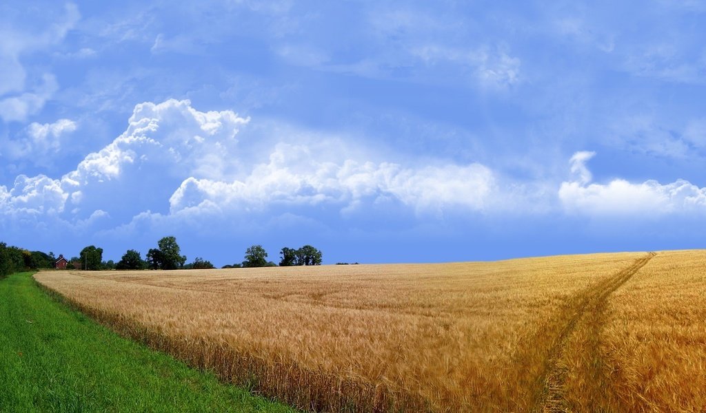 Обои дорога, трава, поле, road, grass, field разрешение 1920x1440 Загрузить