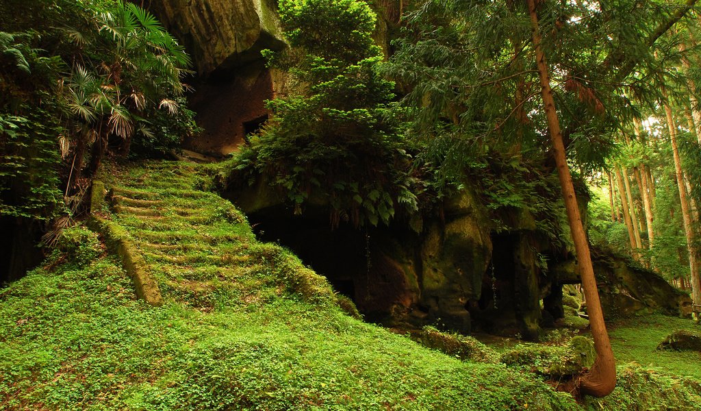 Обои деревья, лес, храм, лестница, ступеньки, руины, мох, trees, forest, temple, ladder, steps, ruins, moss разрешение 2560x1600 Загрузить