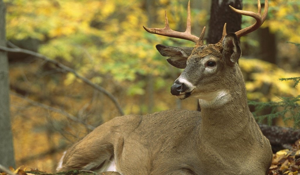 Обои северная америка, олень белохвостый, odocoileus virginianus, north america, white-tailed deer разрешение 1920x1200 Загрузить