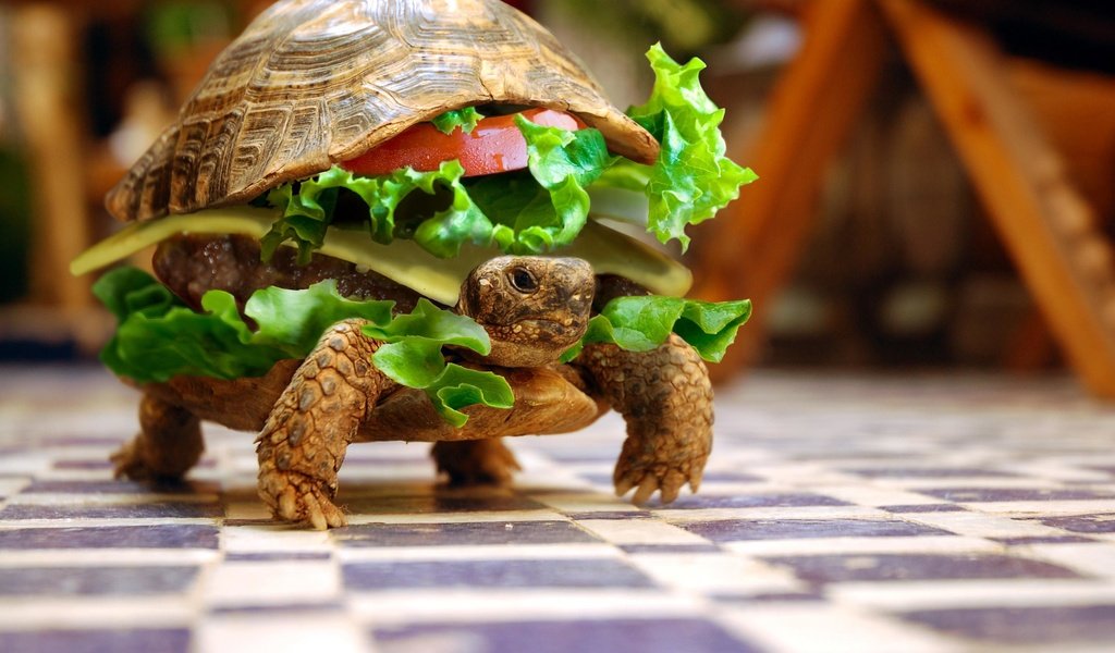 Обои животные, черепаха, бутерброд, юмор, овощи, animals, turtle, sandwich, humor, vegetables разрешение 3008x2000 Загрузить