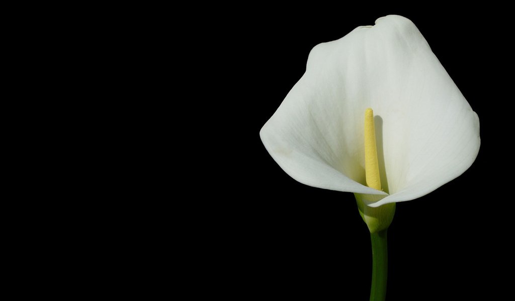 Обои цветок, темный фон, калла, flower, the dark background, calla разрешение 1920x1200 Загрузить