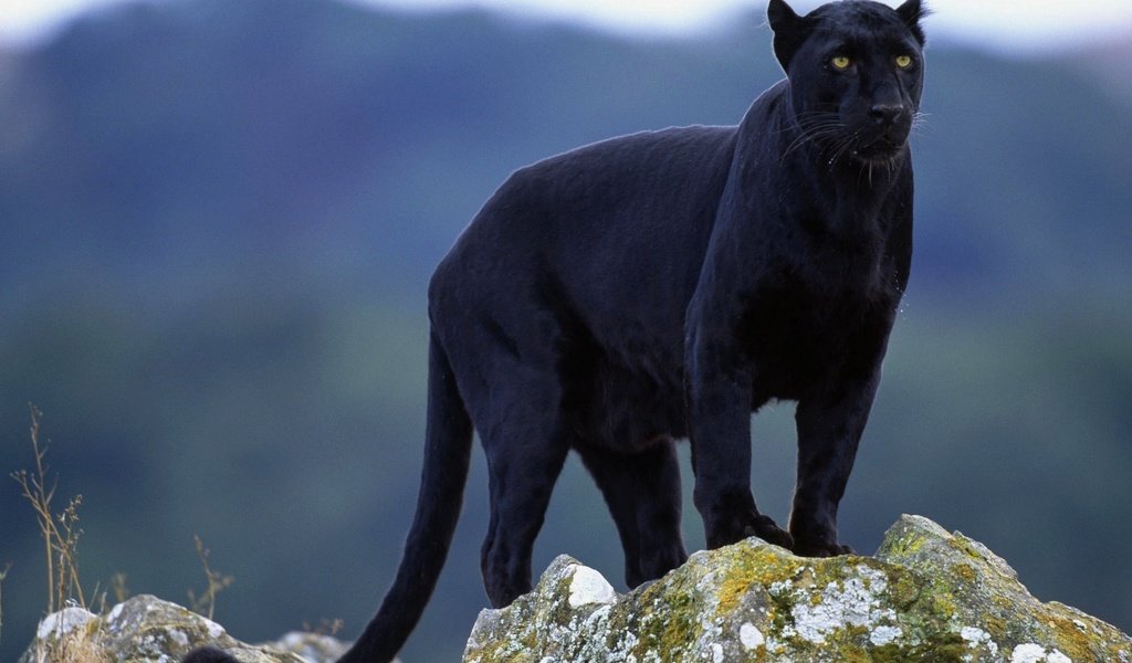 Обои взгляд, пантера, черная, look, panther, black разрешение 1920x1200 Загрузить
