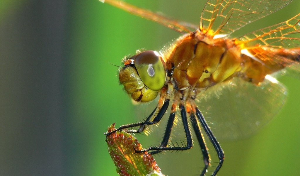 Обои насекомое, крылья, стрекоза, стебель, крупным планом, insect, wings, dragonfly, stem, closeup разрешение 1920x1440 Загрузить