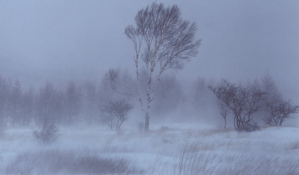Обои деревья, снег, зима, береза, trees, snow, winter, birch разрешение 1920x1440 Загрузить