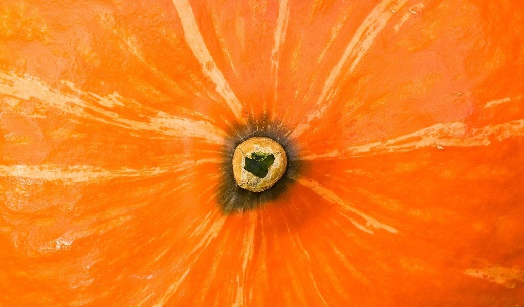 Обои попа, оранжевая, тыква, ass, orange, pumpkin разрешение 1920x1080 Загрузить