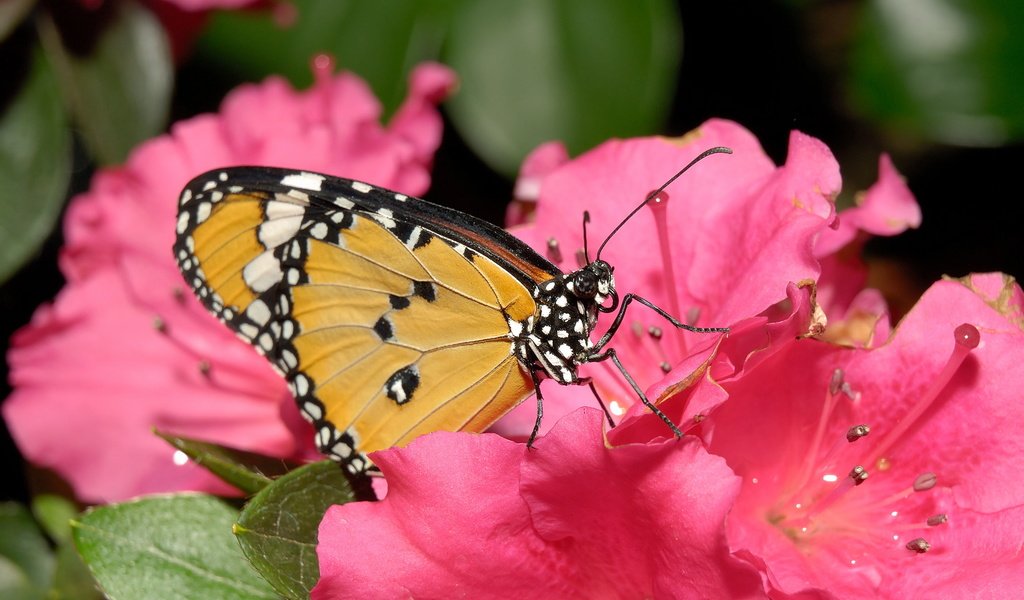 Обои цветок, бабочка, лепесток, нектар, flower, butterfly, petal, nectar разрешение 1920x1200 Загрузить