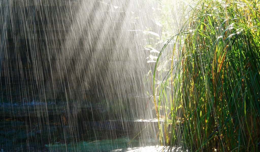 Обои трава, солнце, дождь, лужи, grass, the sun, rain, puddles разрешение 1920x1080 Загрузить