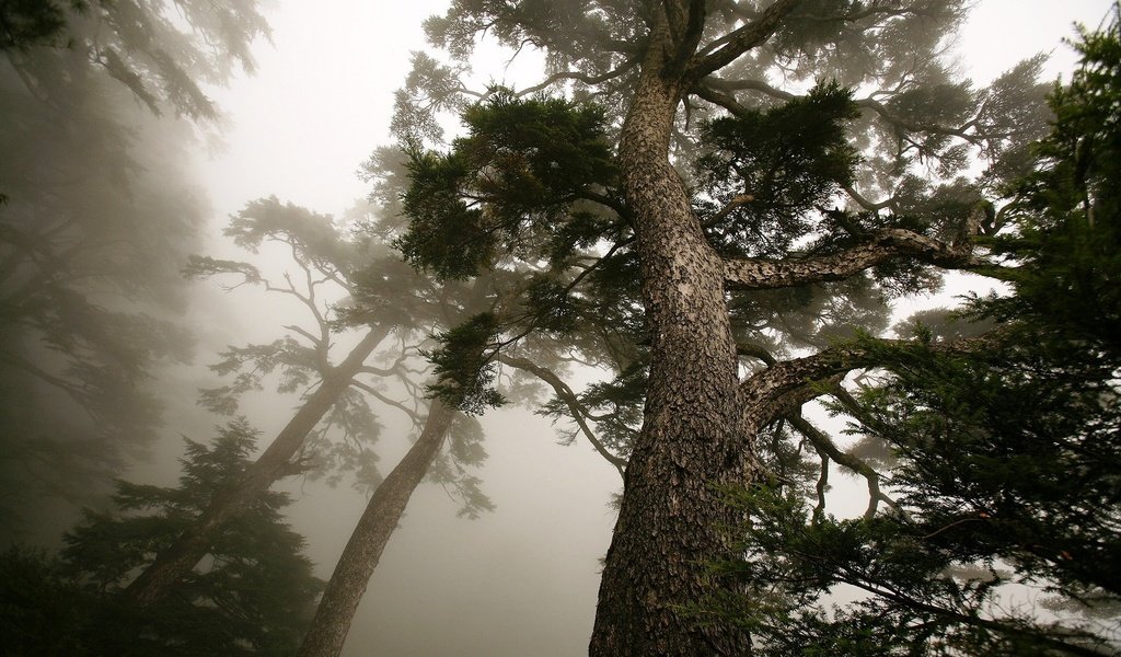 Обои дерево, туман, ствол, сосна, вид снизу, tree, fog, trunk, pine, bottom view разрешение 1920x1200 Загрузить