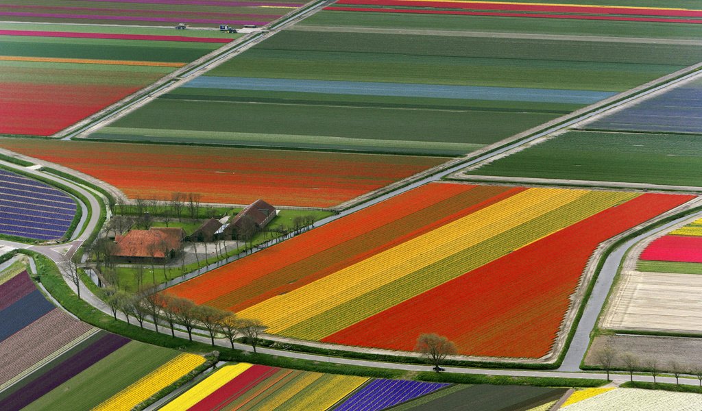 Обои поле, тюльпаны, нидерланды, field, tulips, netherlands разрешение 1920x1080 Загрузить