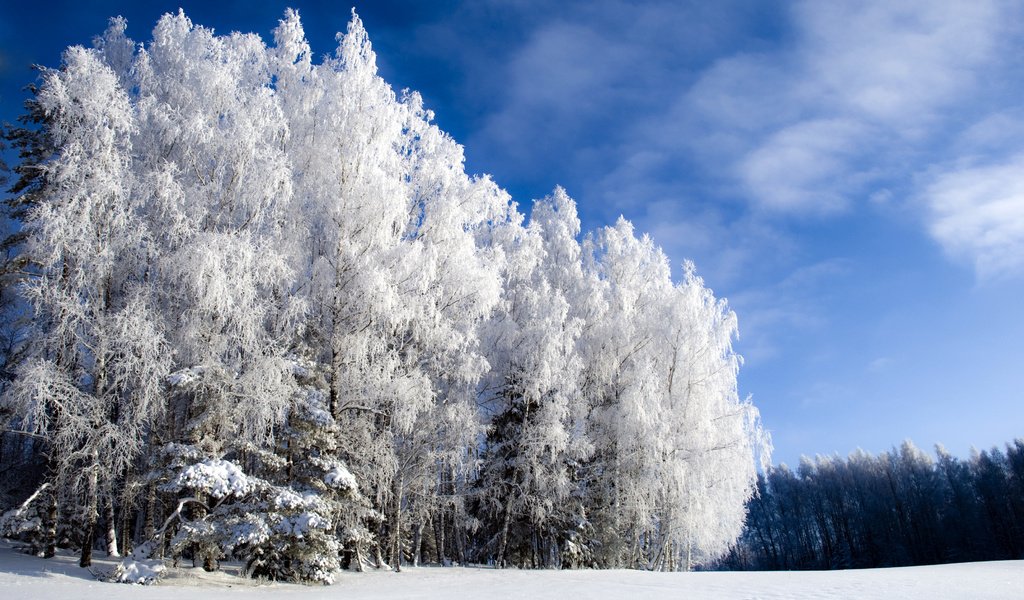 Обои небо, лес, зима, холодно, winter is beautiful but cold, иний, the sky, forest, winter, cold, blue разрешение 3682x2592 Загрузить