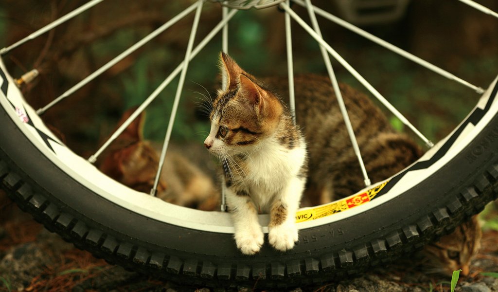 Обои взгляд, котенок, колесо, спицы, look, kitty, wheel, spokes разрешение 1920x1200 Загрузить