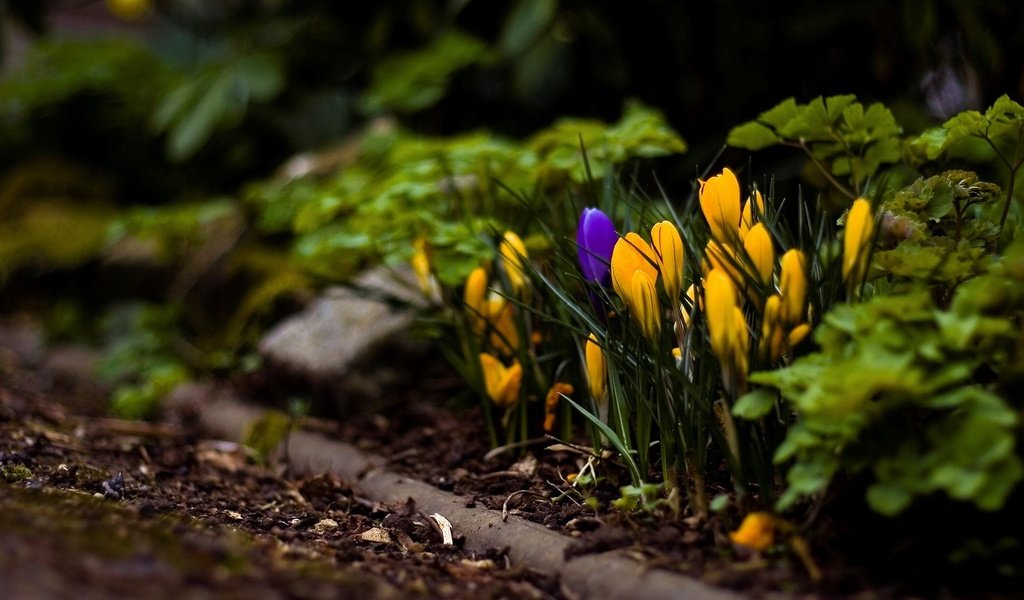 Обои цветы, желтый, макросъемка, крокусы, flowers, yellow, macro, crocuses разрешение 1920x1200 Загрузить