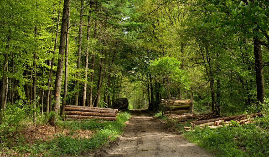 Обои дорога, лес, бревна, road, forest, logs разрешение 1920x1200 Загрузить