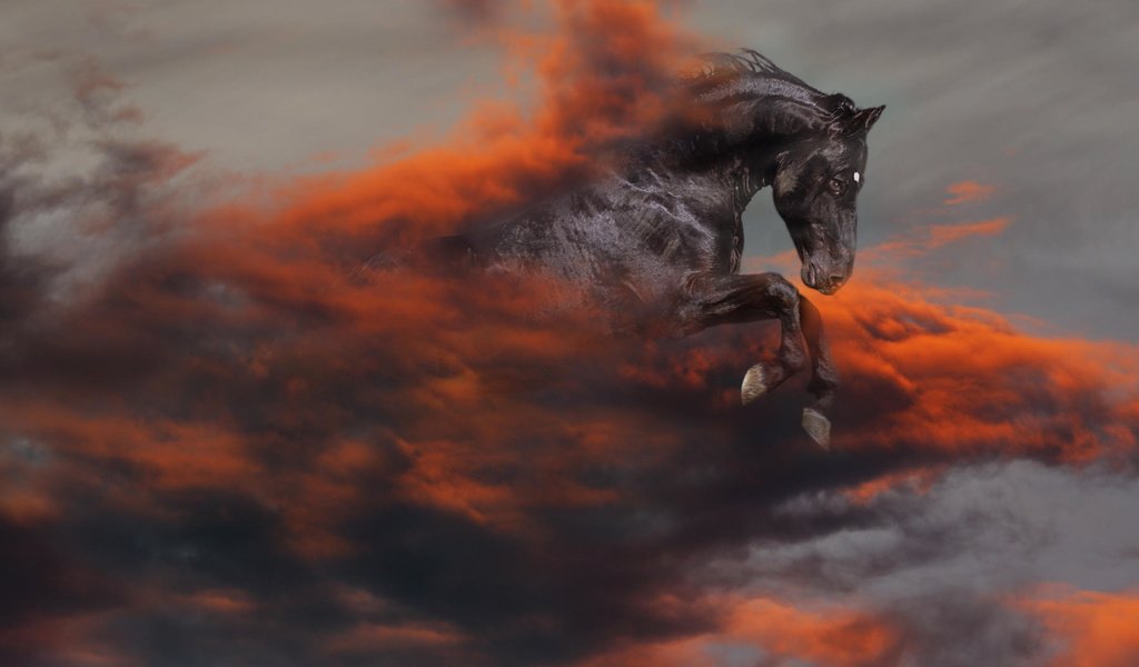 Обои лошадь, черный, апокалипсис, конь, horse, black, apocalypse разрешение 1920x1080 Загрузить