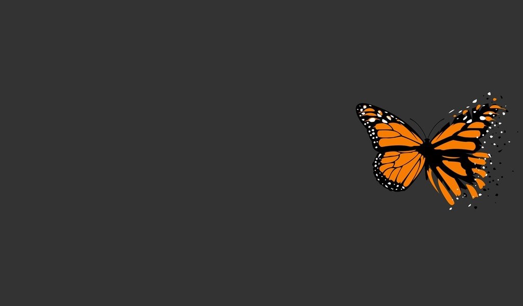 Обои бабочка, серый, минимализм, butterfly, grey, minimalism разрешение 1920x1200 Загрузить