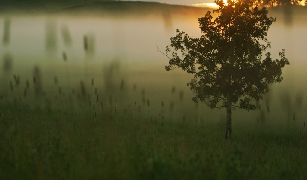 Обои трава, дерево, утро, туман, рассвет, grass, tree, morning, fog, dawn разрешение 1920x1440 Загрузить