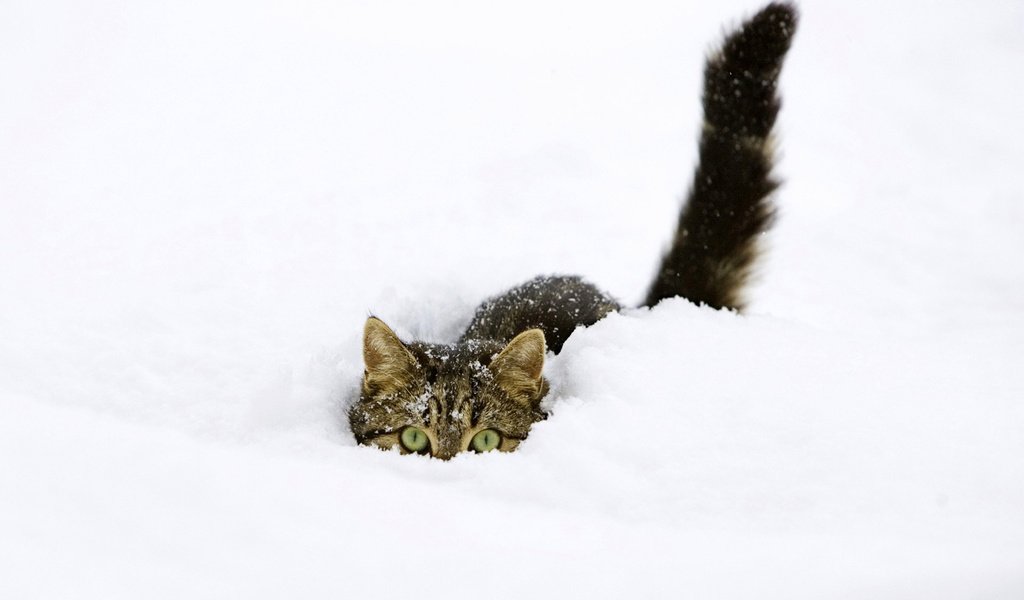 Обои снег, зима, кот, прячется, snow, winter, cat, hiding разрешение 1920x1200 Загрузить