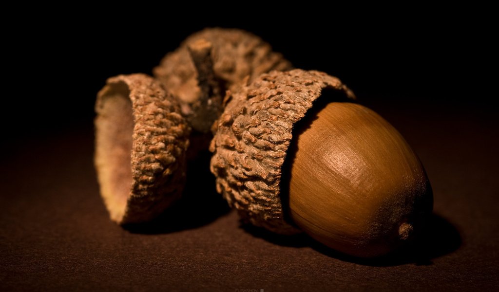 Обои орехи, коричневый, желудь, nuts, brown, acorn разрешение 1920x1200 Загрузить