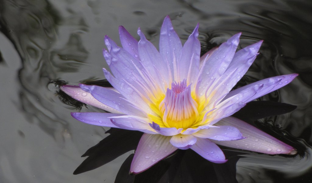 Обои на воде, лиля, сиреневая, on the water, lily, lilac разрешение 2560x1600 Загрузить