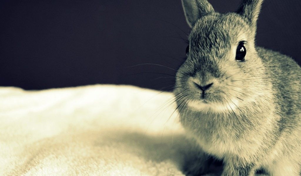 Обои глаза, серый, кролик, уши, eyes, grey, rabbit, ears разрешение 1920x1440 Загрузить