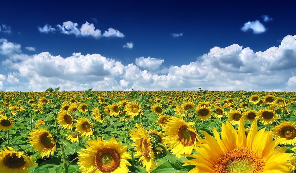 Обои облака, поле, подсолнухи, clouds, field, sunflowers разрешение 1920x1200 Загрузить