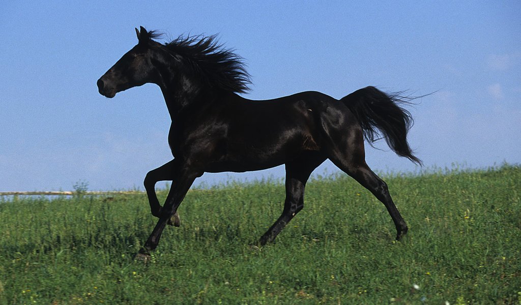 Обои небо, поле, черный, грива, жеребец, лошаль, скакун, the sky, field, black, mane, stallion, local, horse разрешение 1920x1080 Загрузить