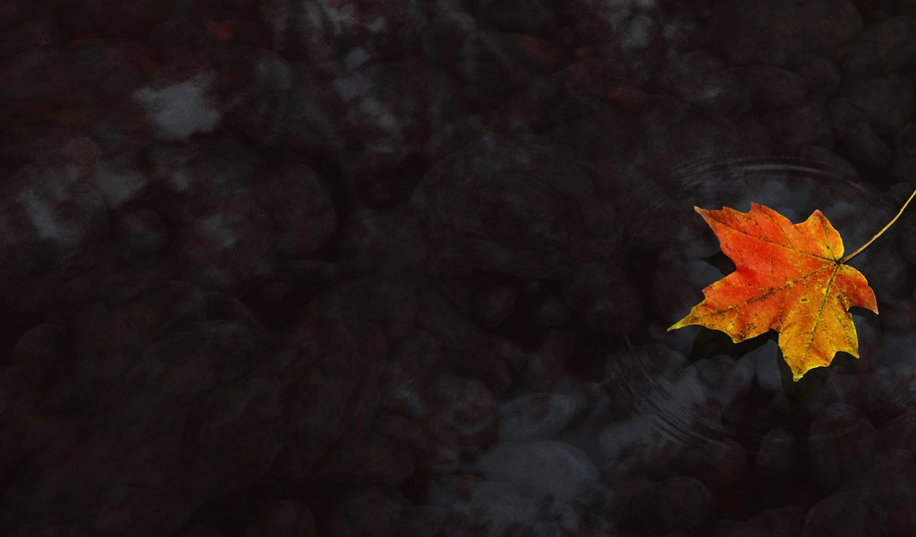 Обои вода, осень, клен, кленовый лист, water, autumn, maple, maple leaf разрешение 3840x1200 Загрузить