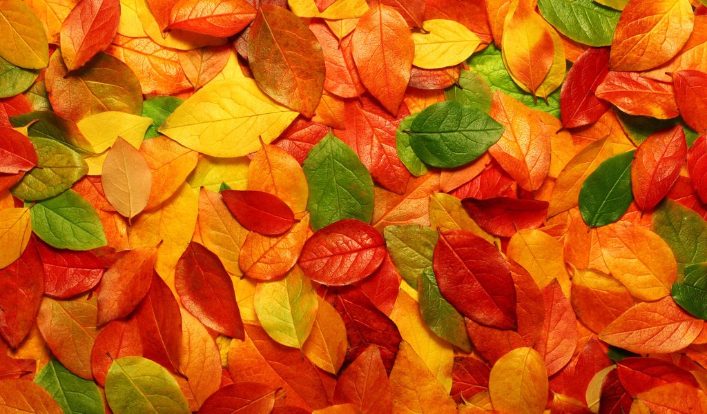 Обои природа, листья, фото, осень, обои с природой, nature, leaves, photo, autumn, wallpaper with nature разрешение 2700x1800 Загрузить