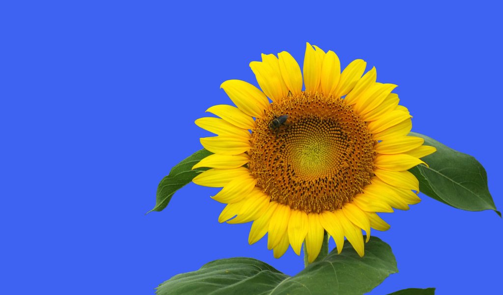 Обои небо, природа, листья, цветок, лето, подсолнух, the sky, nature, leaves, flower, summer, sunflower разрешение 1920x1200 Загрузить