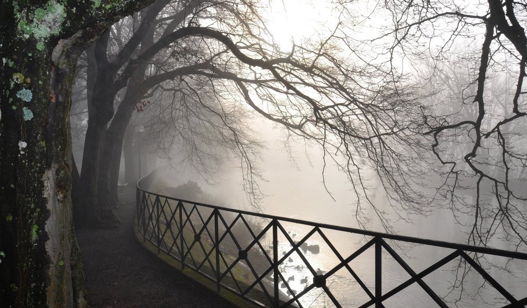 Обои деревья, река, парк, туман, рассвет, забор, trees, river, park, fog, dawn, the fence разрешение 1920x1080 Загрузить