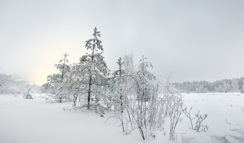 Обои снег, елка, зима, пейзаж, snow, tree, winter, landscape разрешение 2980x1975 Загрузить